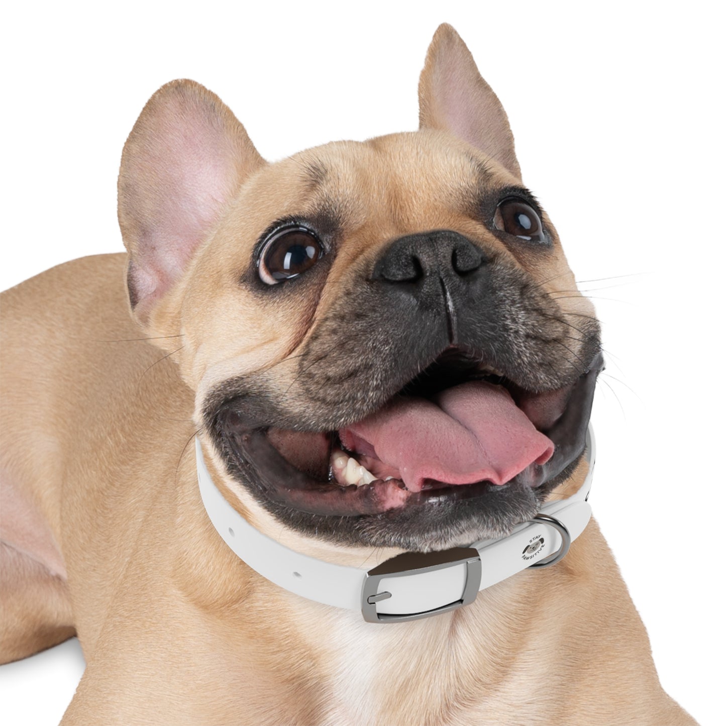 Personalized Dog Collar – Odor & Stain-Resistant, Hypoallergenic
