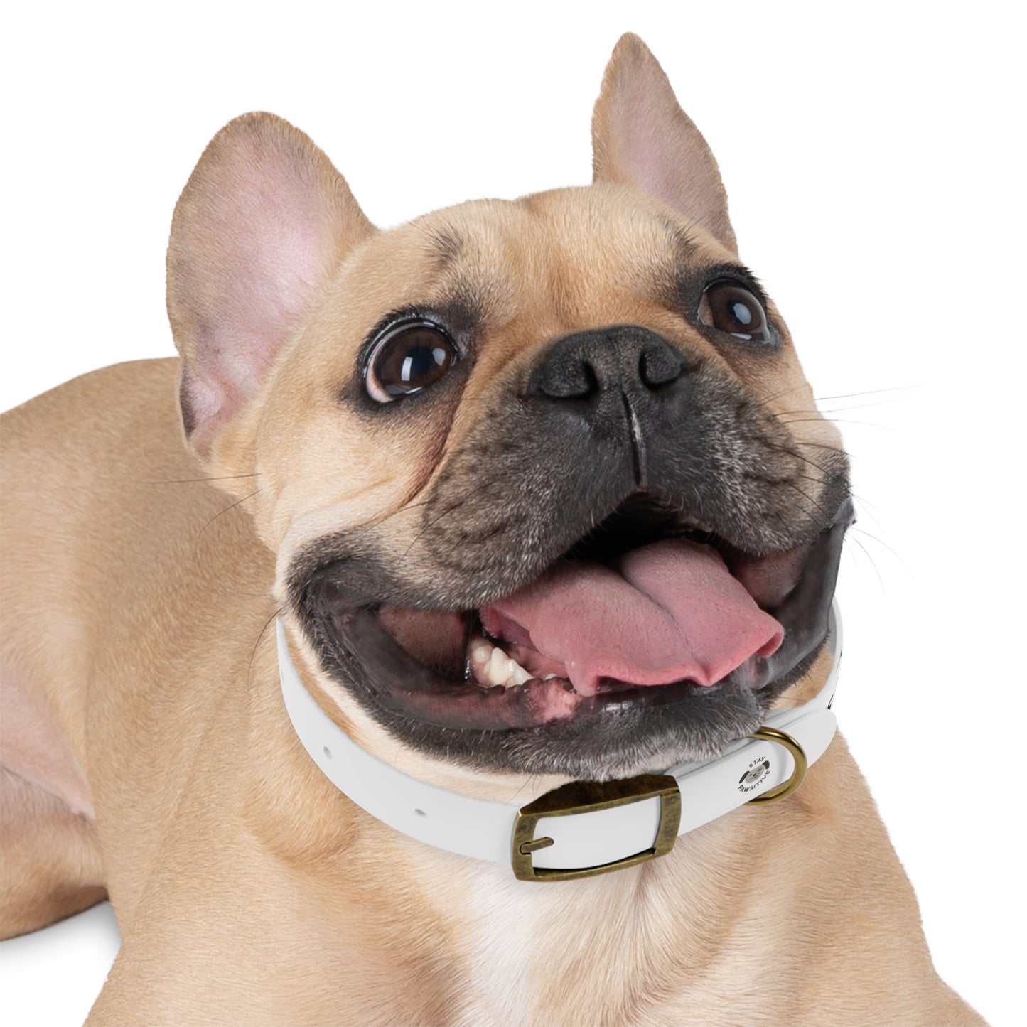 Personalized Dog Collar – Odor & Stain-Resistant, Hypoallergenic